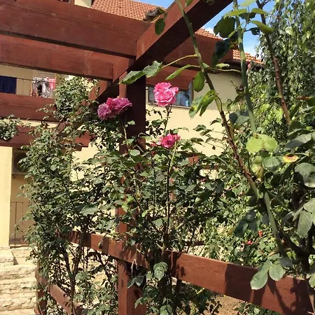 Rosa * Năvodari